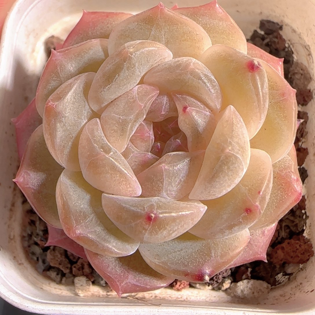 多肉1230-118化水色糖心