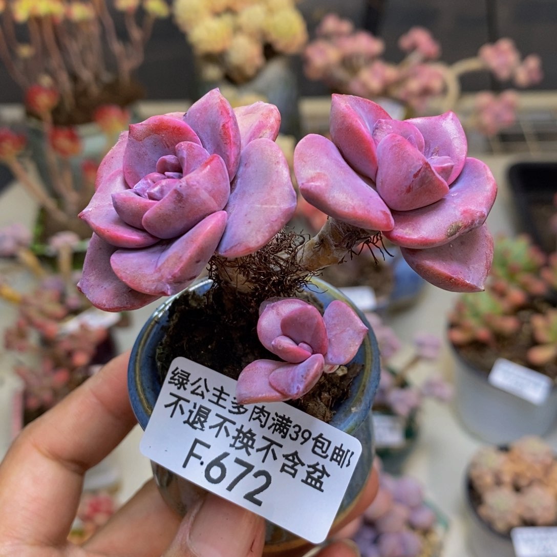 672彩虹糖多肉3c m