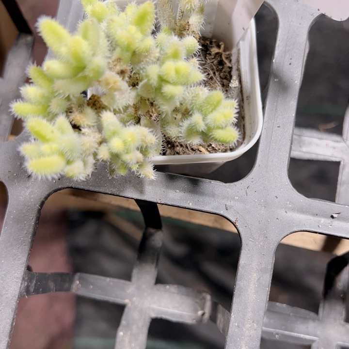 雷同锦精品多肉植物