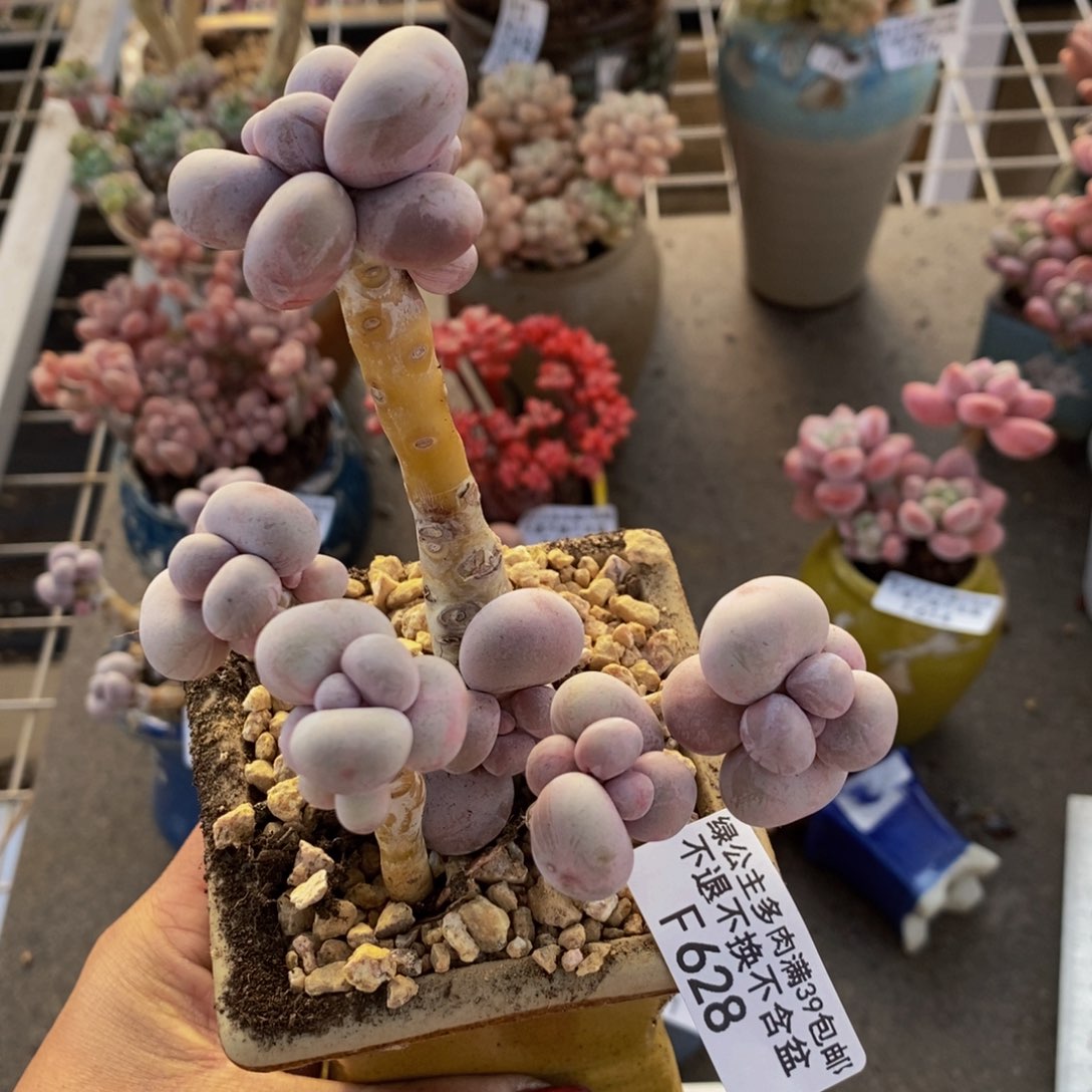 芭比奶酪628/8c m