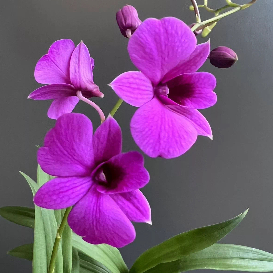 秋石斛（一物一选）