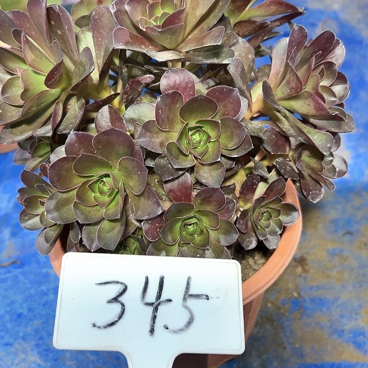 多肉植物梅金法师