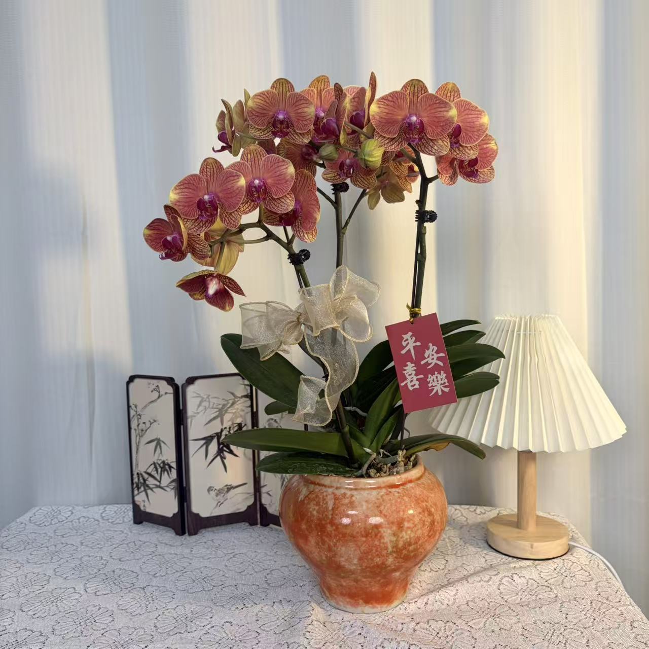 【金桔树】橙色系蝴蝶兰桌面款室内花卉绿植盆栽