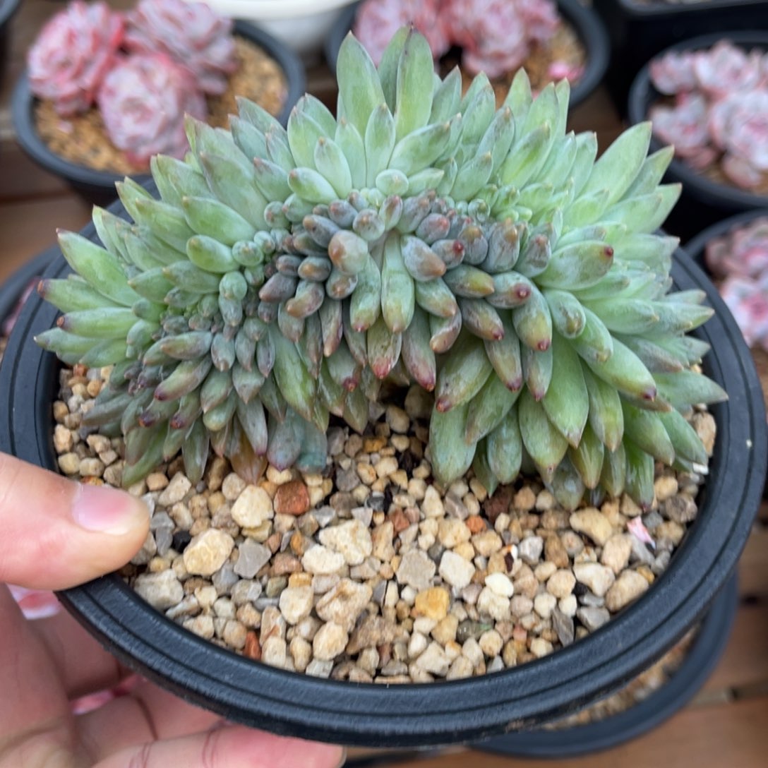 所罗门缀化一物一拍