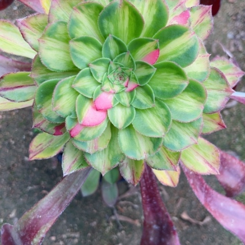 恋*多肉植物知否锦。