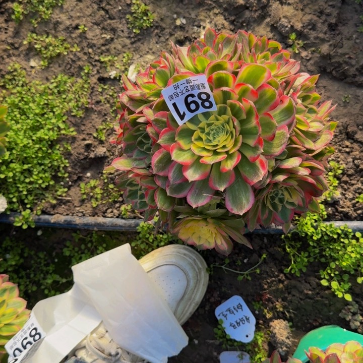 海王花27-12包邮