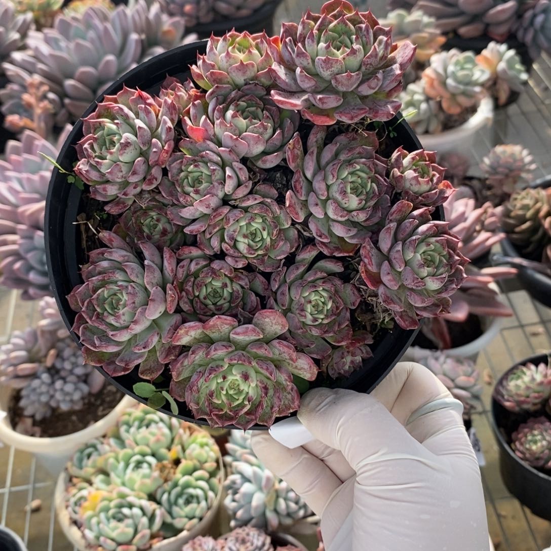 413裟罗姬牡丹一物一拍