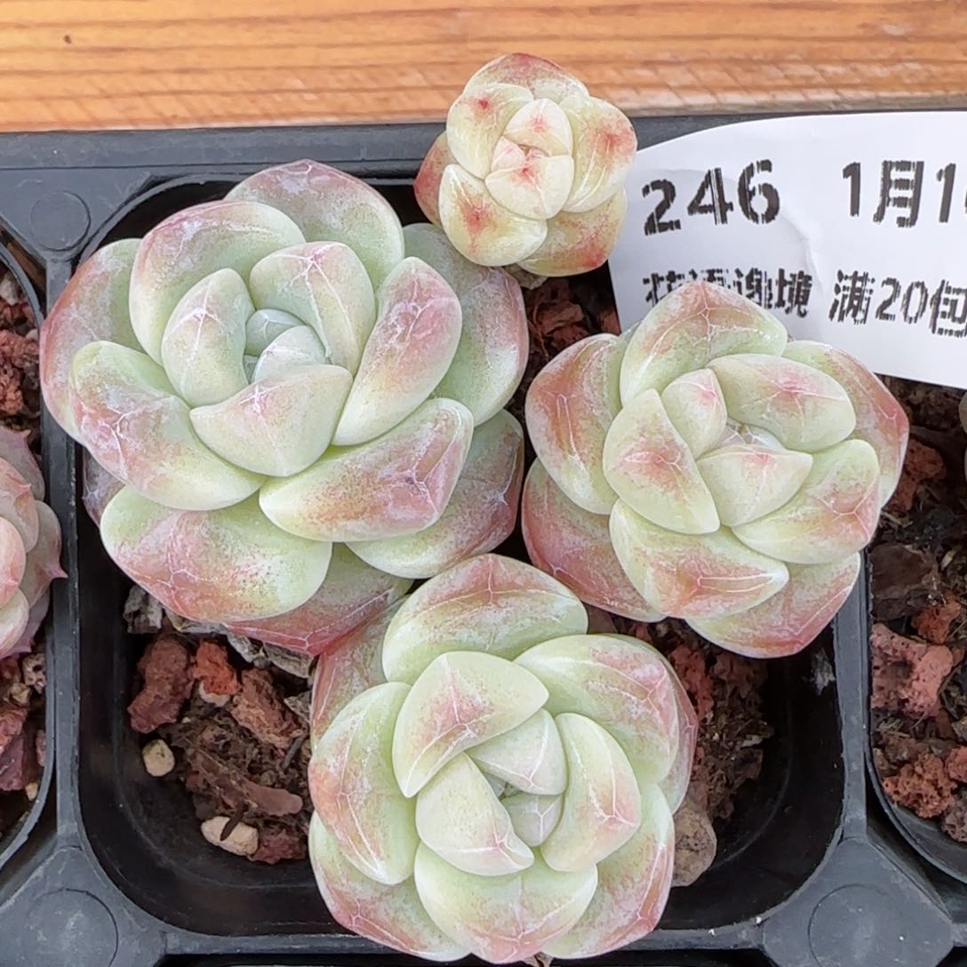 花语逸镜0116-246冰玉