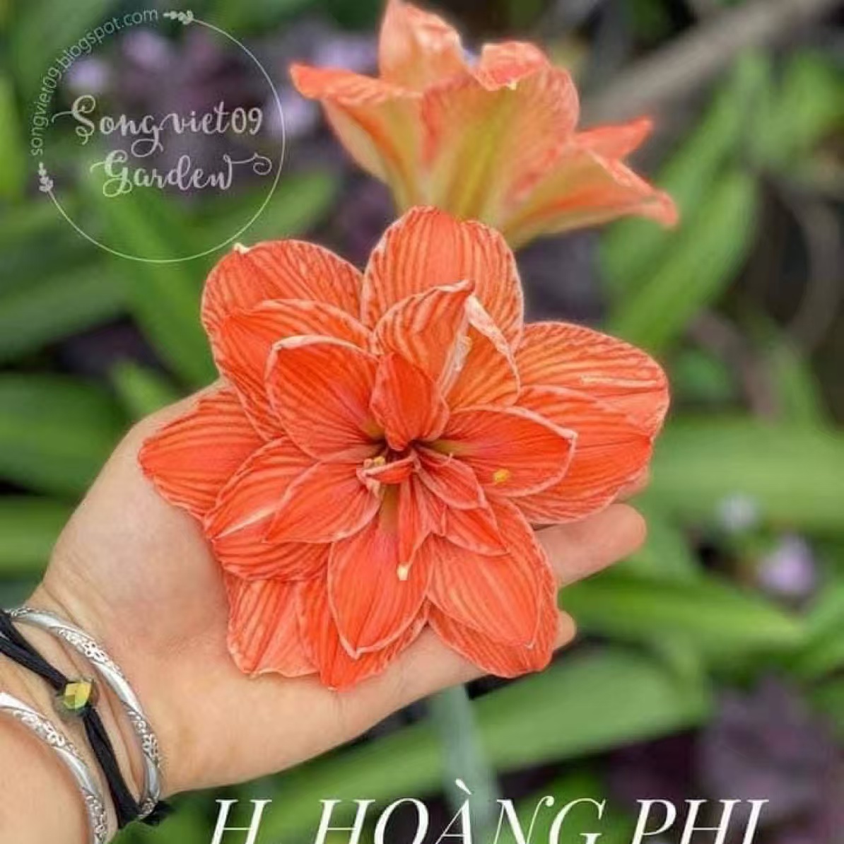 S孤挺花园 黄飞 裸球