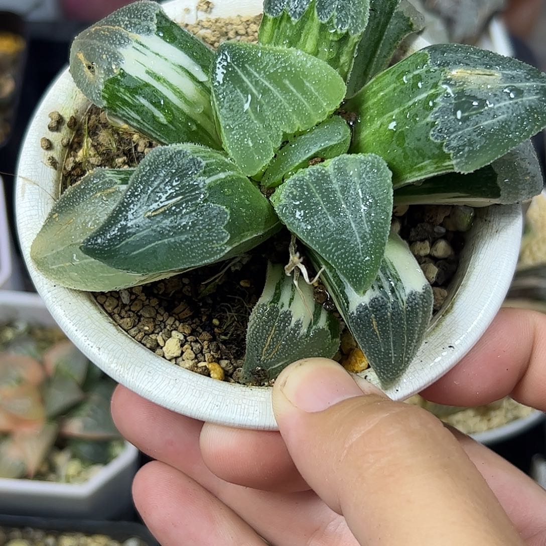 磨面锦母本十二卷多肉