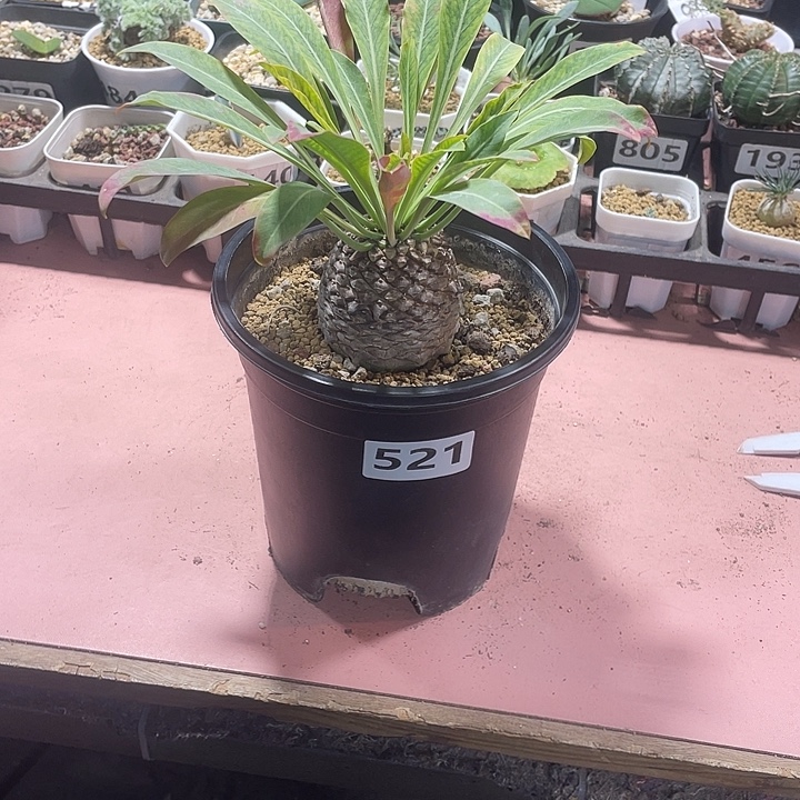 521大铁甲丸菠萝球