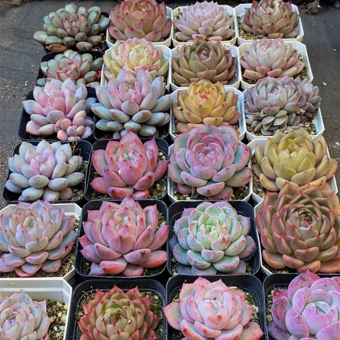 617的人生态度就是这样