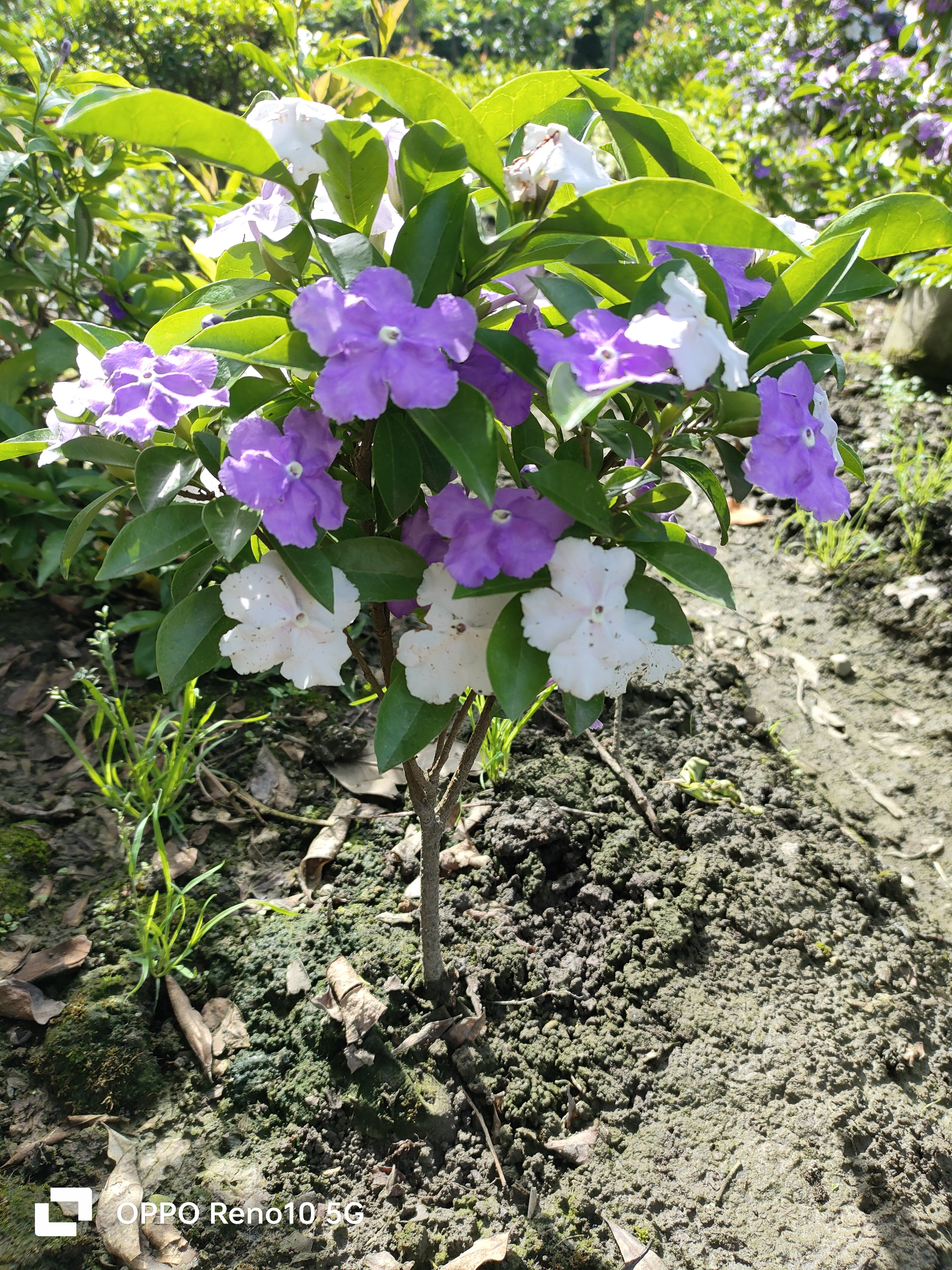 鸳鸯茉莉露天苗带花苞
