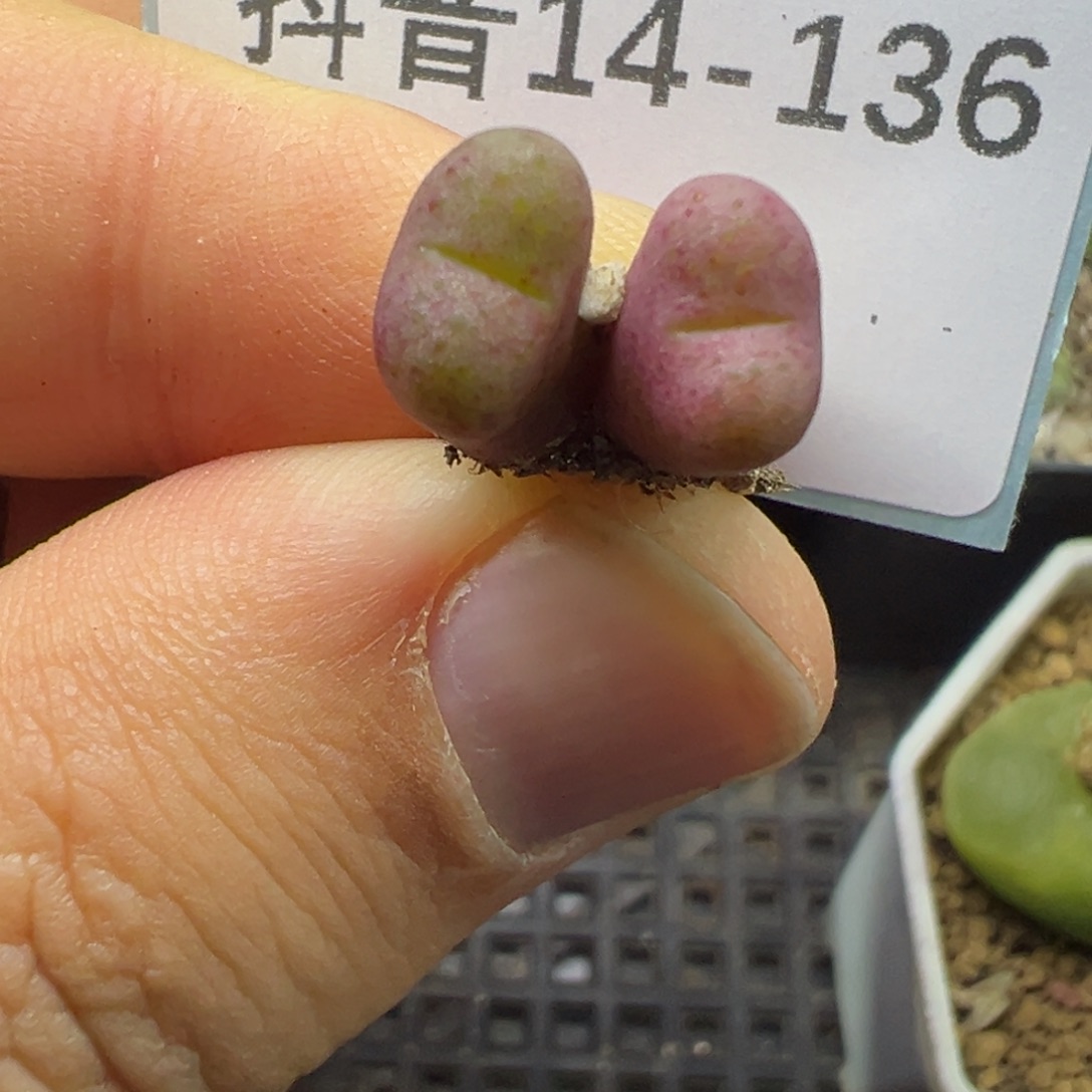 14-136鲁提辖多肉植物大战