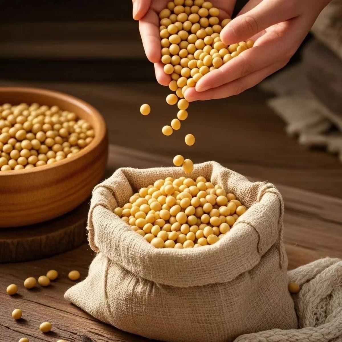 25年东北新黄豆东北黄豆大豆高蛋白非转基因可打豆浆生豆芽做豆腐