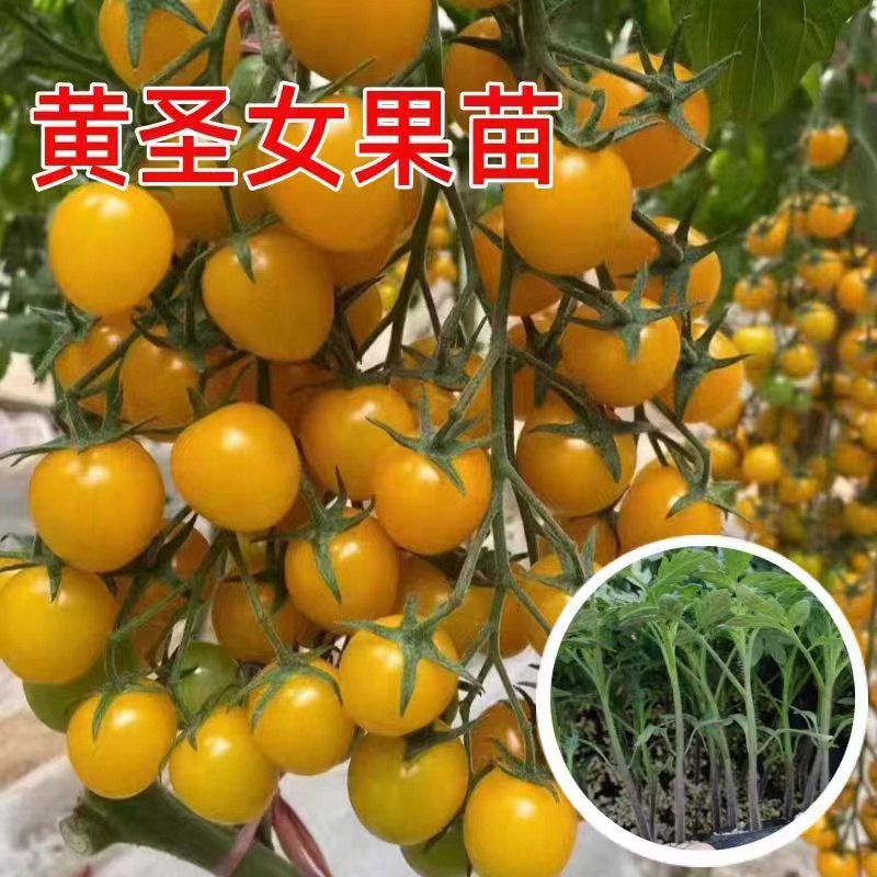 （特价）黄圣女果番茄带土秧苗