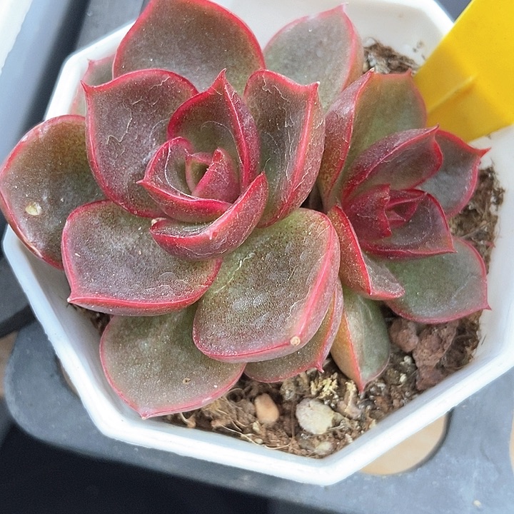 多肉植物红灯6082duorq
