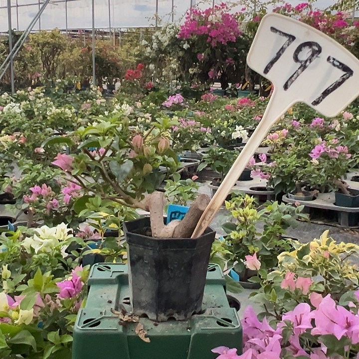 当前无花栽培后可以开花巴西紫 坨坨 大宝797