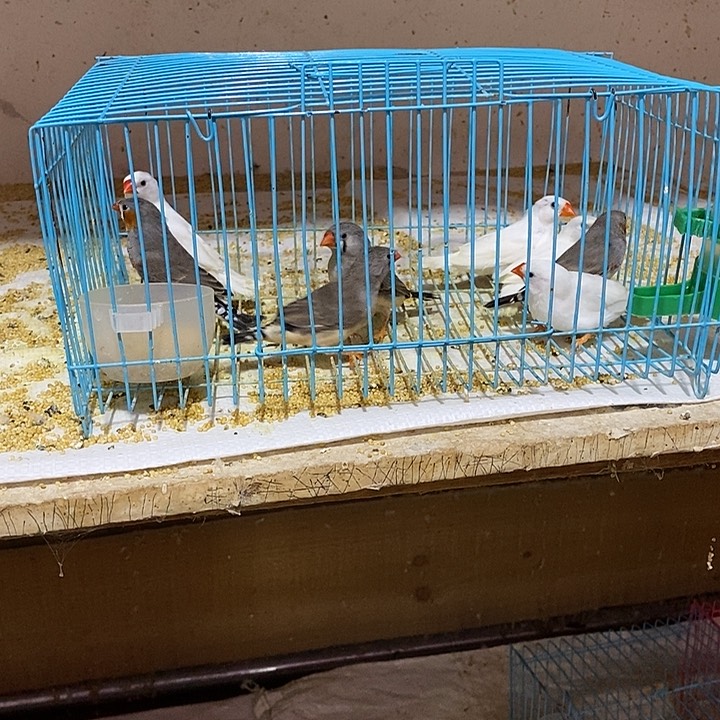 珍珠鸟开**魚四对珍珠