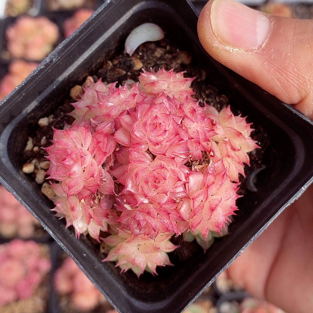 金麦5-6cm多肉植物