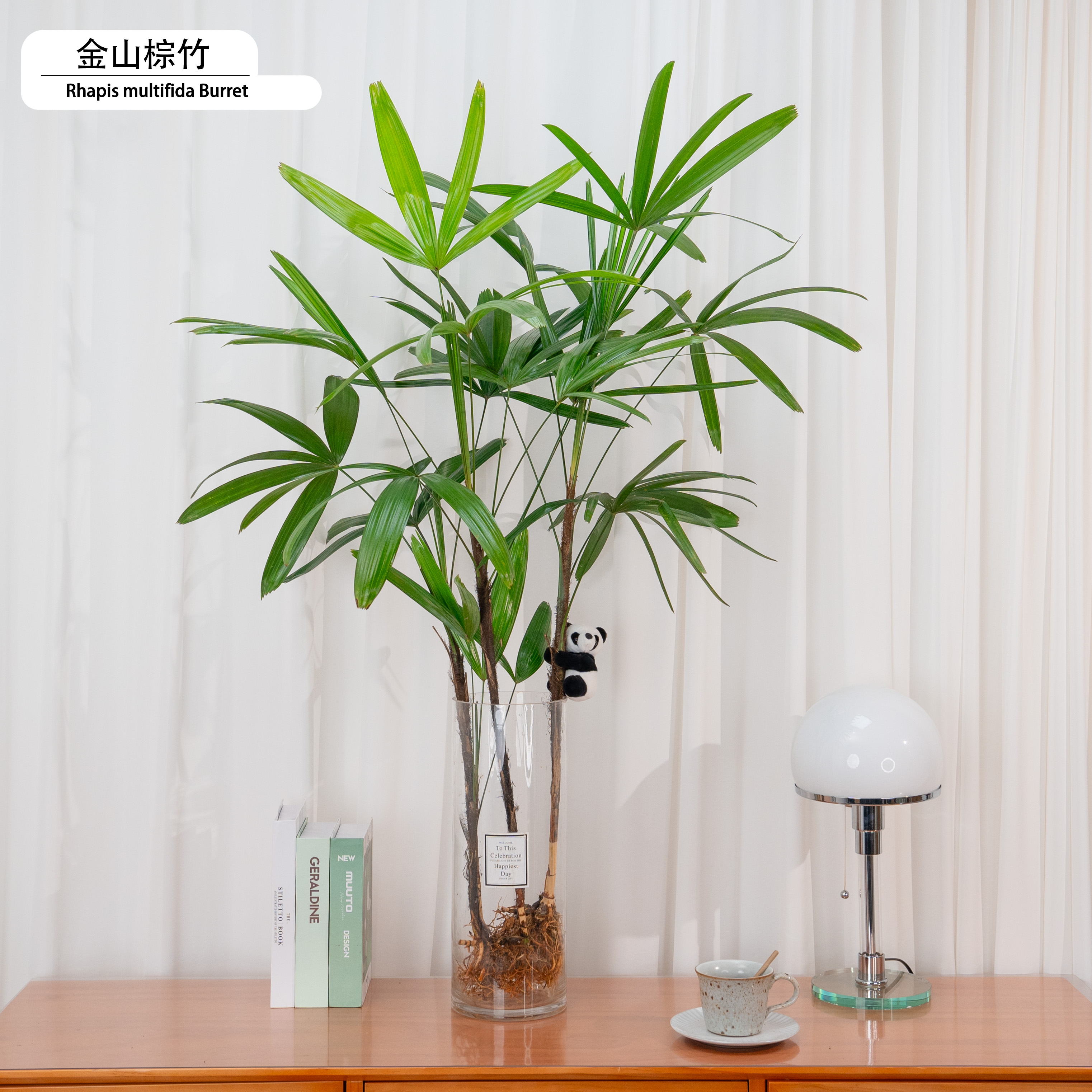 60-70CM金山棕竹植物室内盆栽好养绿植适用客厅卧室家居办公摆件