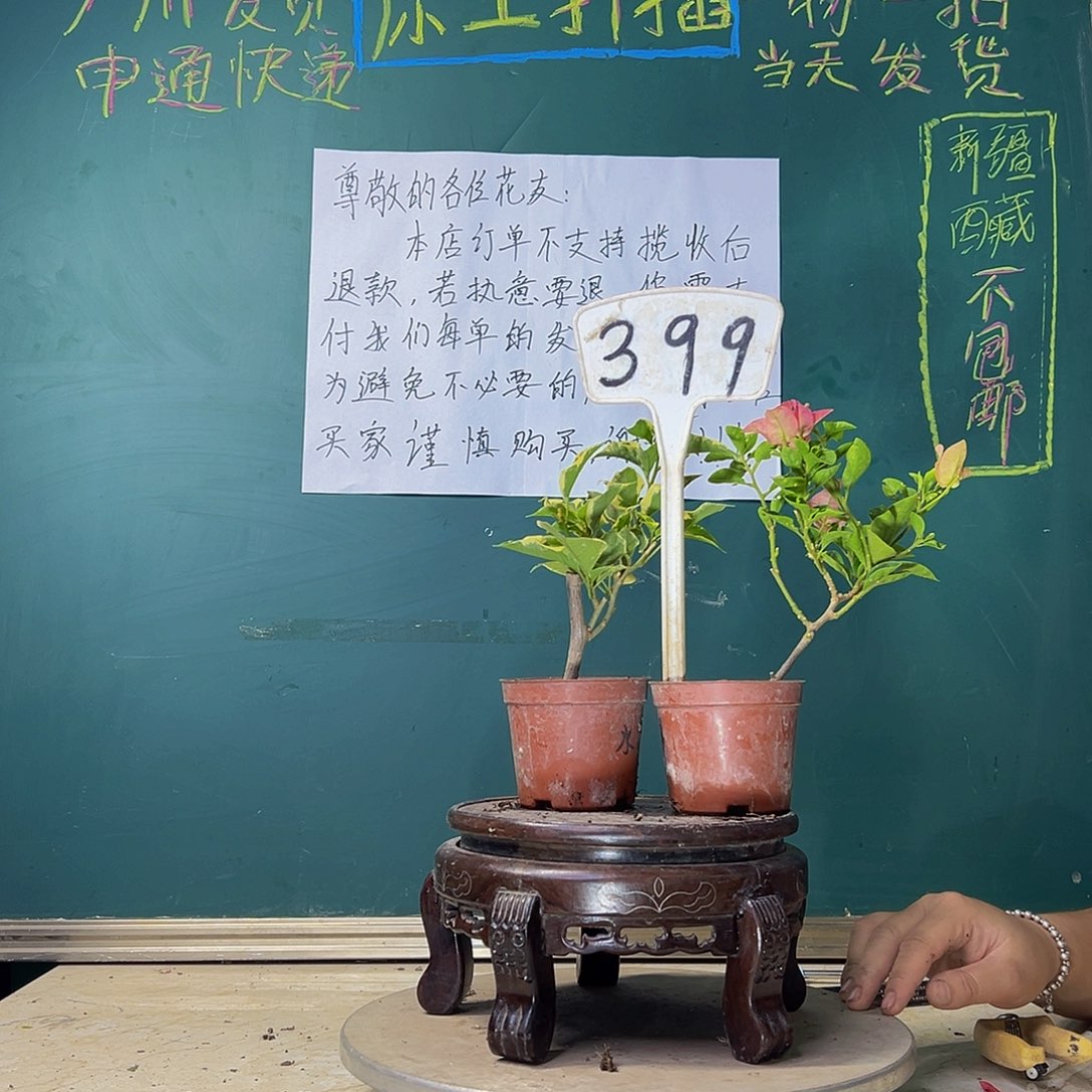 当前无花栽培后可以开花福利 蜡染粉掌中宝 卡亚塔掌中宝 399