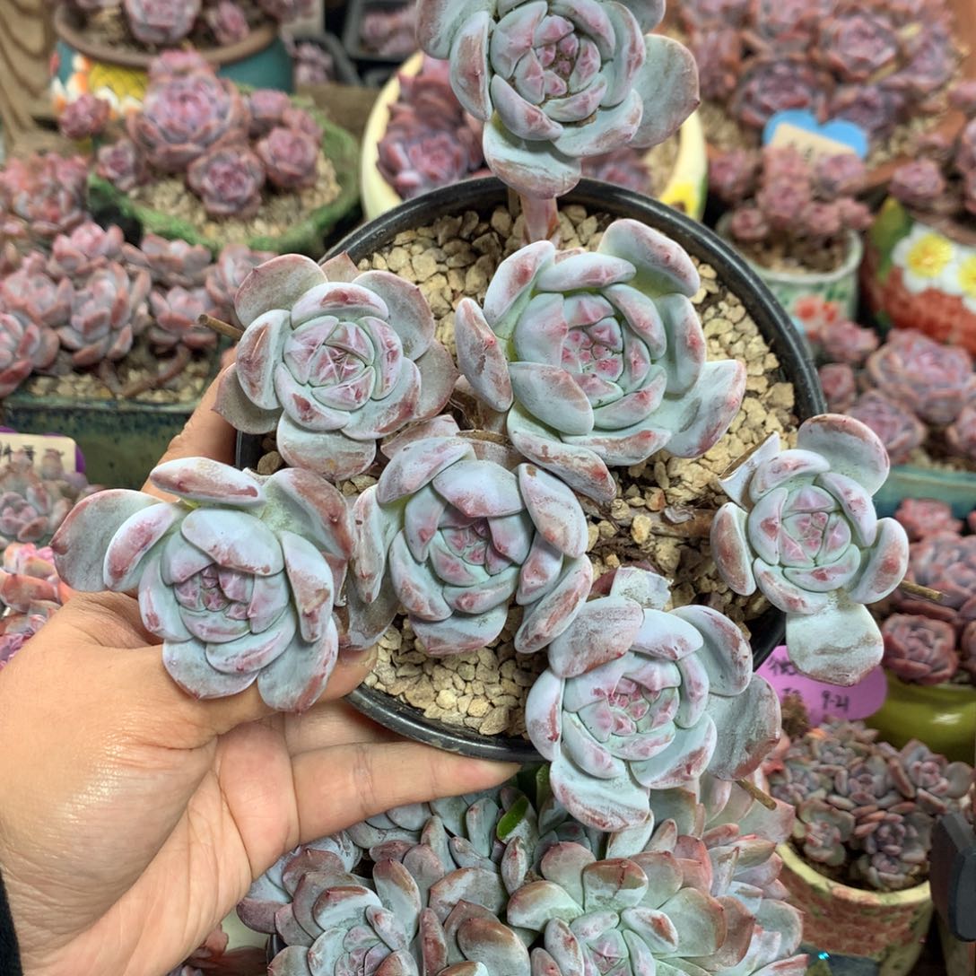 哈哈哈哈哈哈哈13