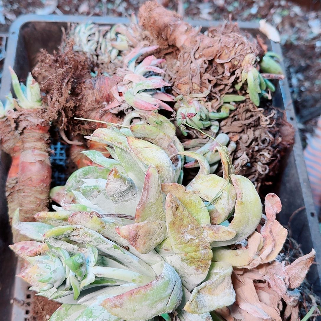 9480瑕疵框拍不售后