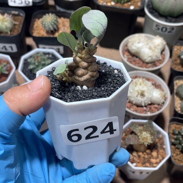 624大油蛮鬼塔厚墩菊
