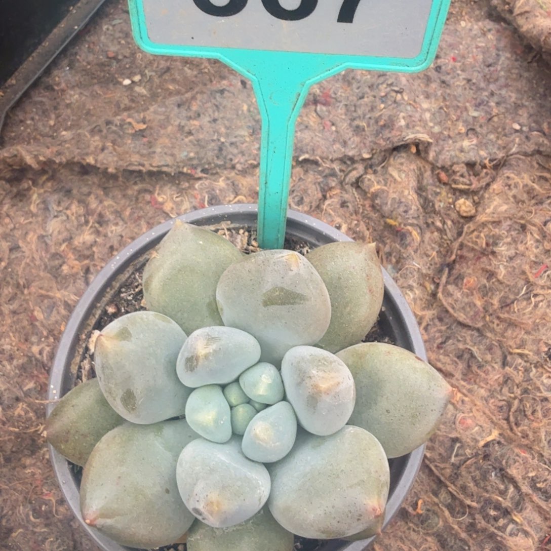 多肉植物漂亮单头367