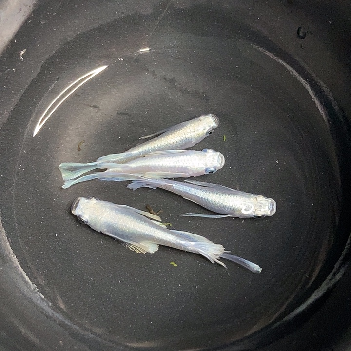 海星长鳍天使之翼四条