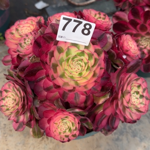 778荔枝20厘米左右