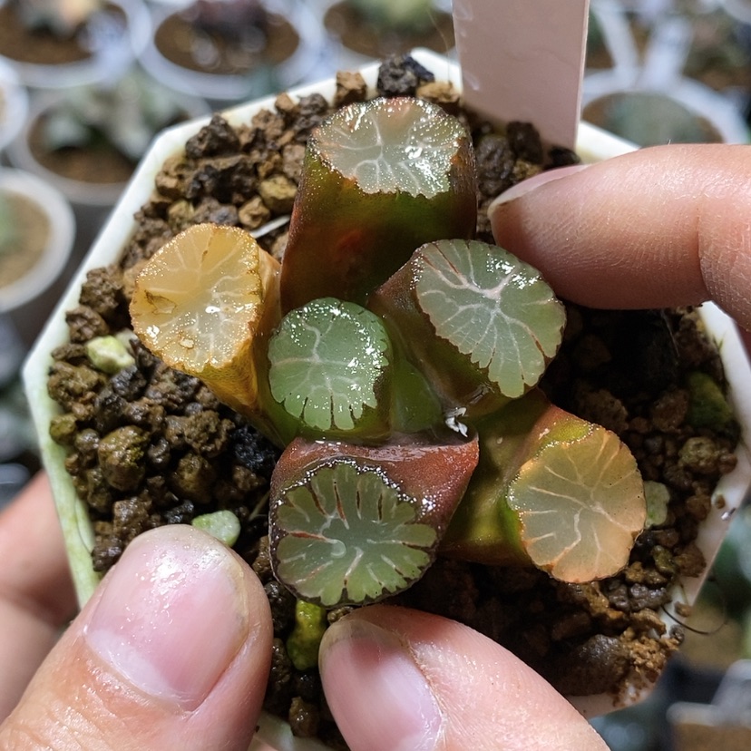 【闪购商品】303羽衣