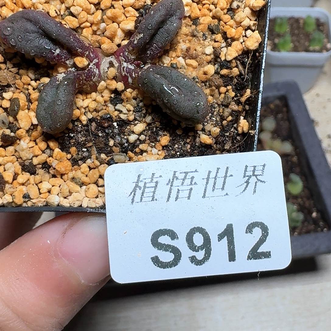912号多肉植物哇e c