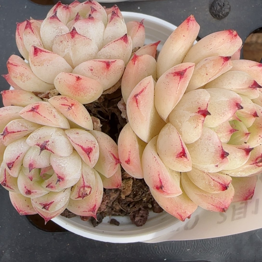 花语逸境0212-270