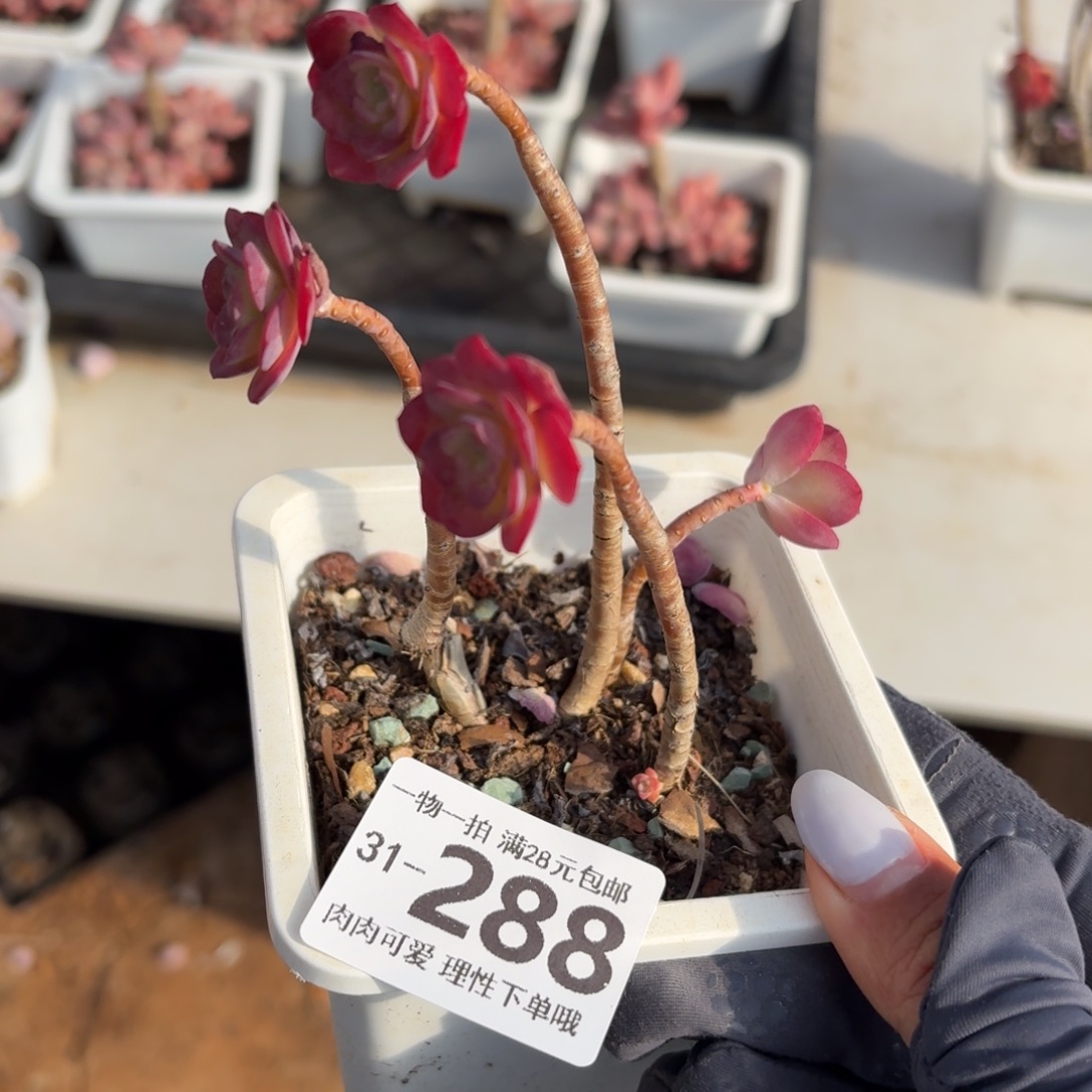 圆叶薄化妆有砍无盆土发货无盆