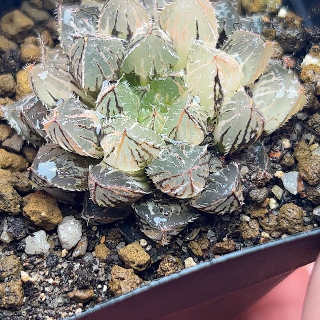 楼兰锦十二卷多肉