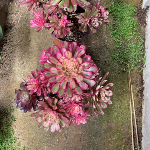 ?****う多肉植物白月光锦。