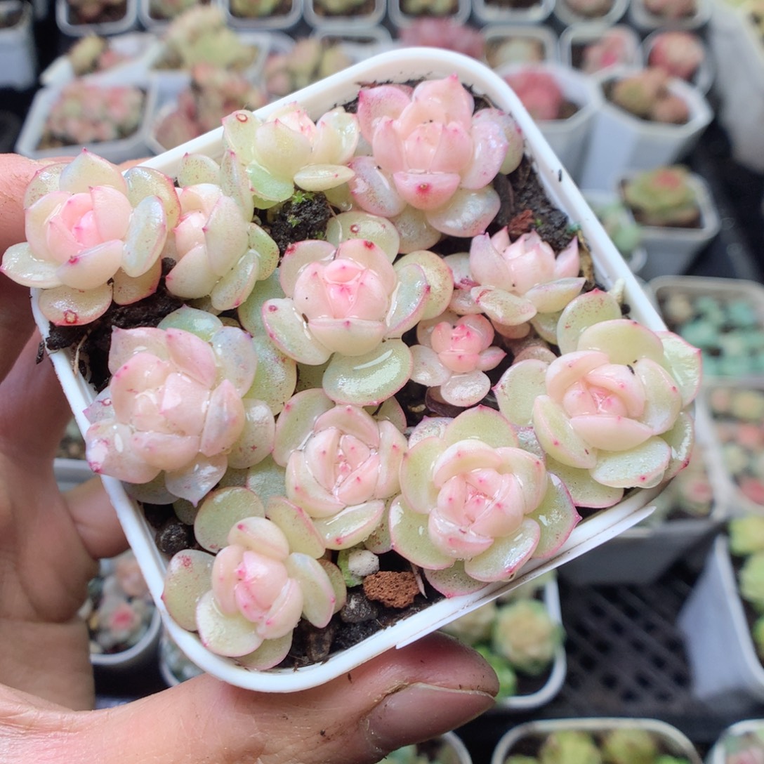 无花朵R13。谷雨yyyyyy