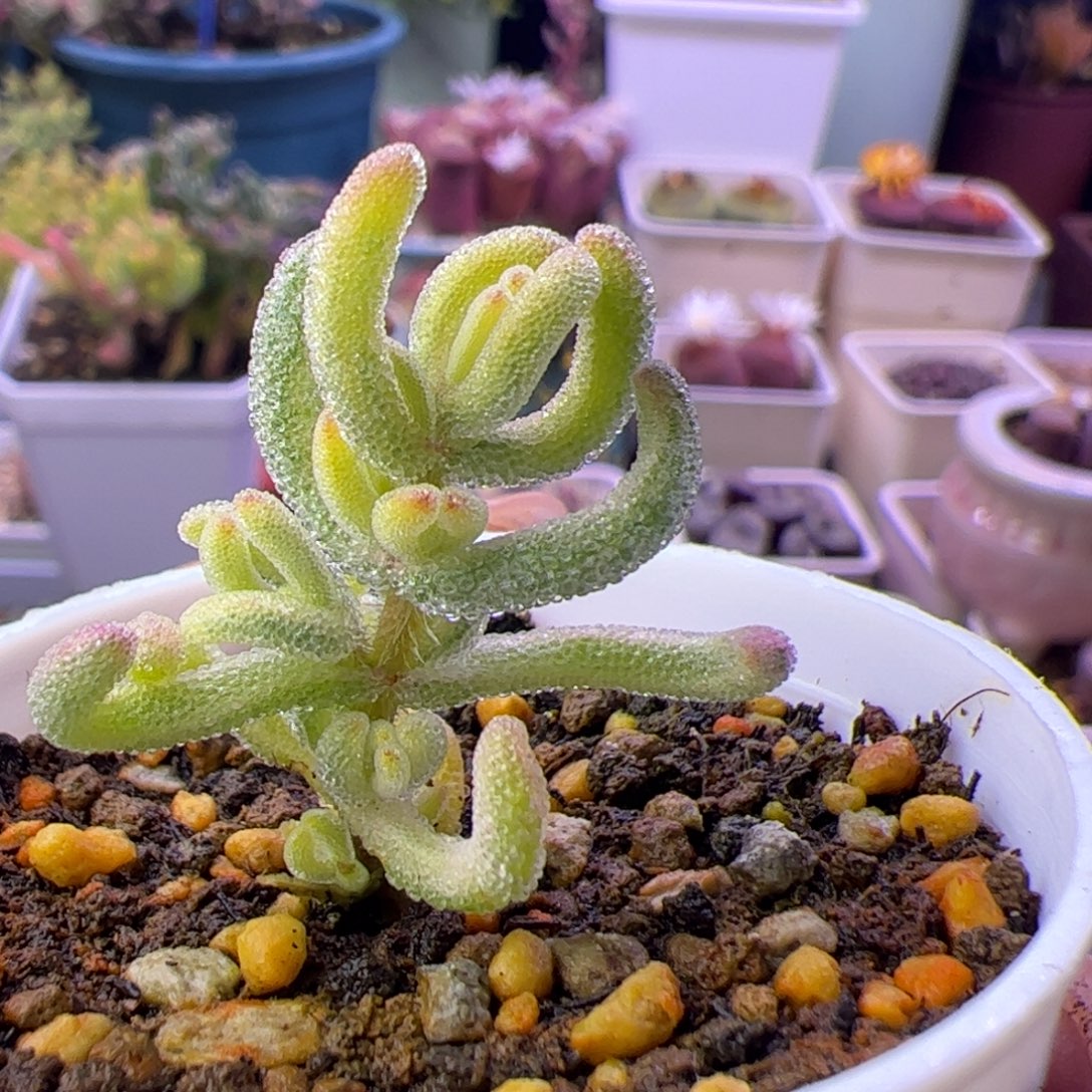 多肉植物枝干超白