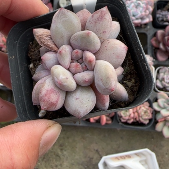 162半夏多肉植物多