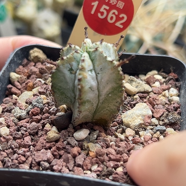 实生白衣魁伟玉一棵仙人球