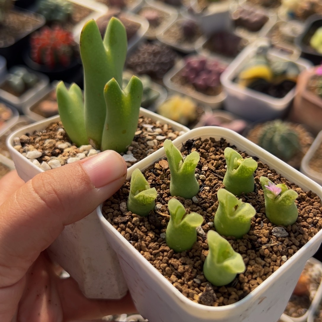 752多肉植物种类多样