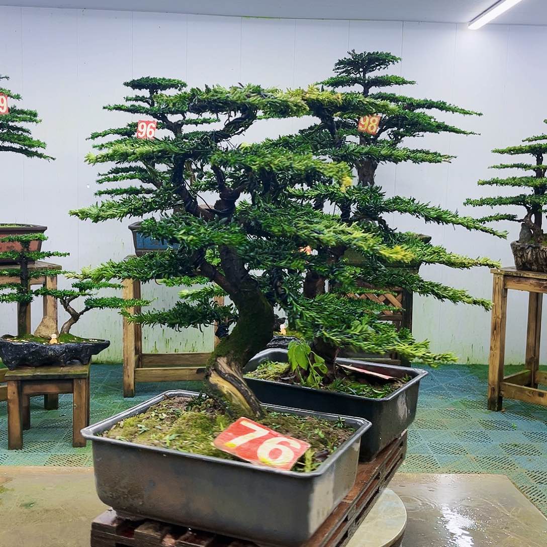 完全开放罗汉松盆景