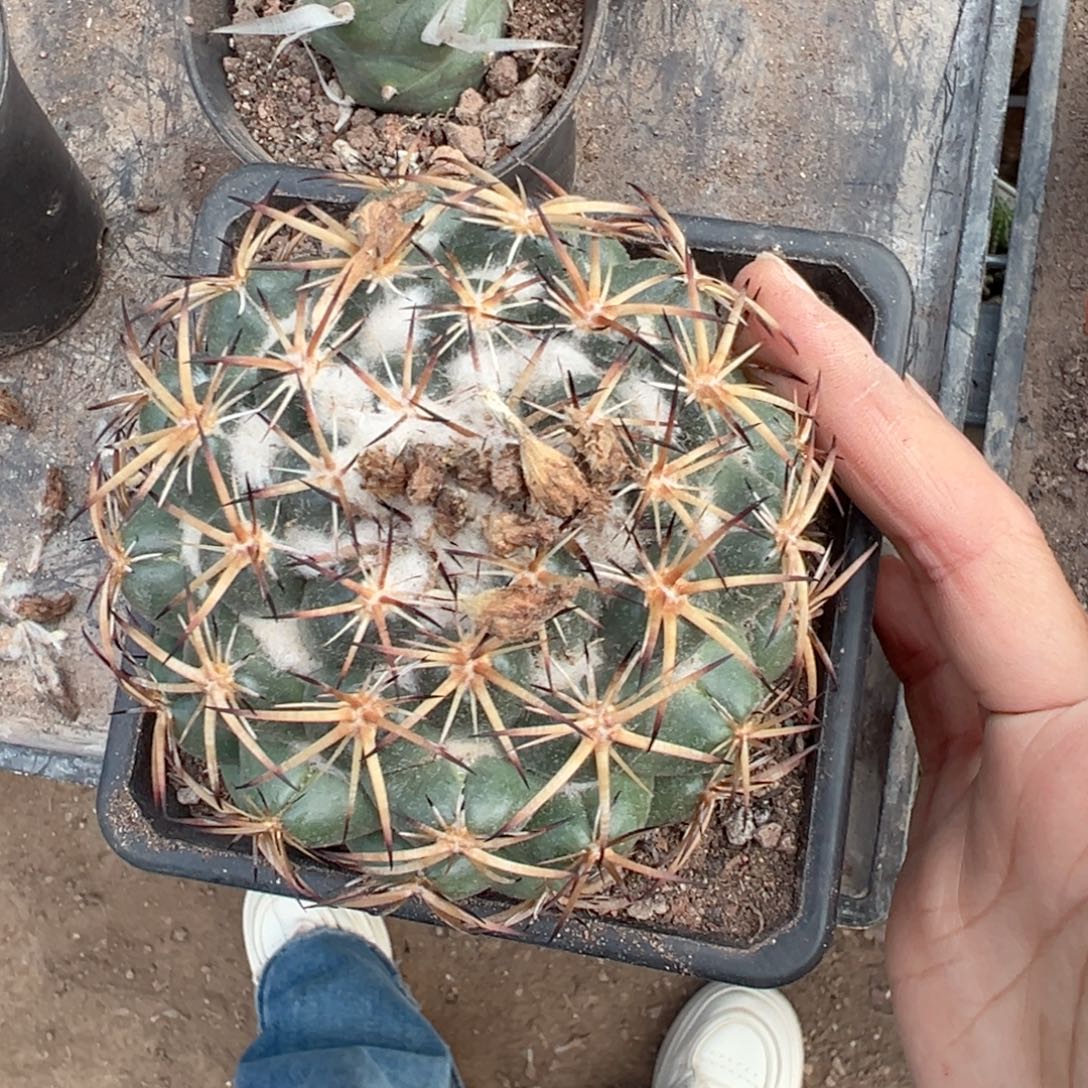 倚***出零零落落 零零落落