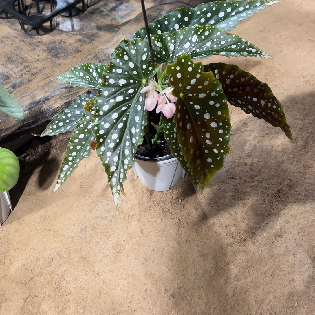 无花朵粉旗鱼秋海棠