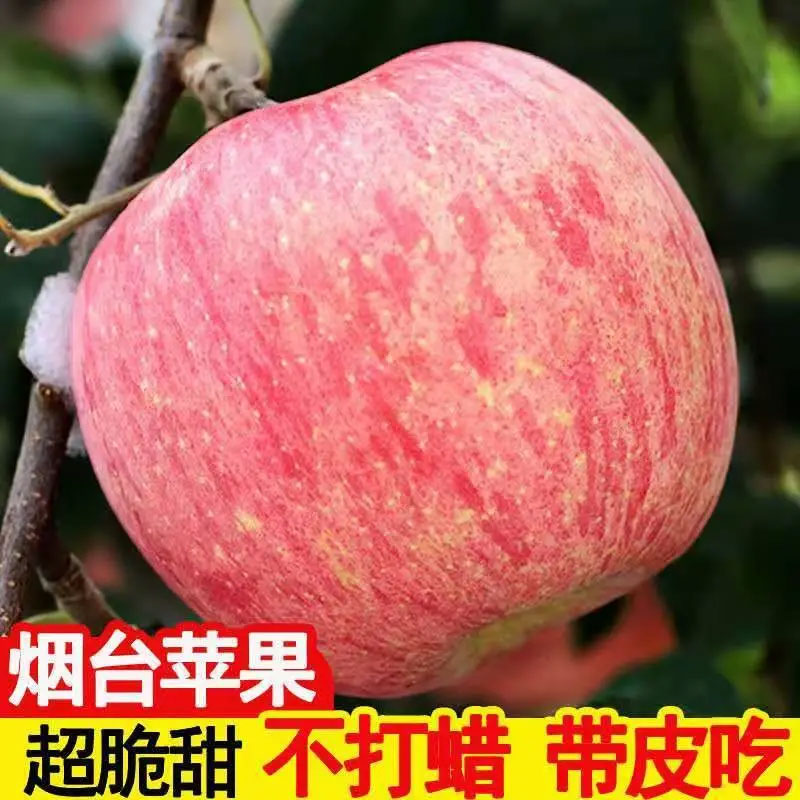【精选果】正宗山东烟台栖霞红富士苹果4.5斤带箱 脆甜多汁