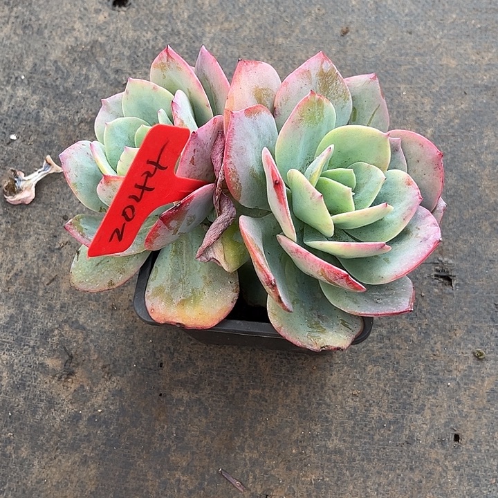 呼***爪00000000000002044