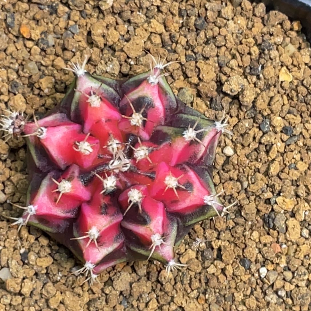 当前无花朵，栽培后可花朵黑红虎斑