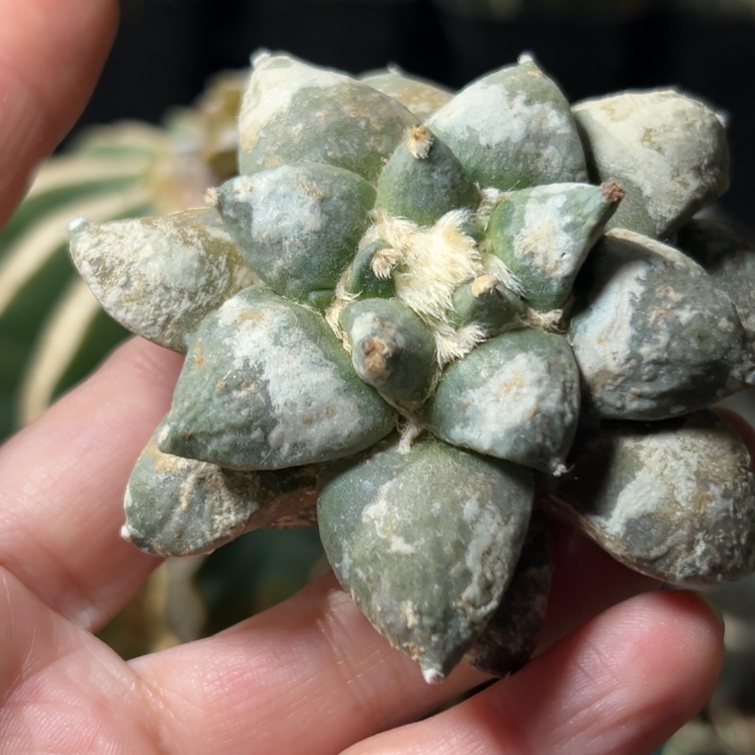 551 仙人球的比赛将于